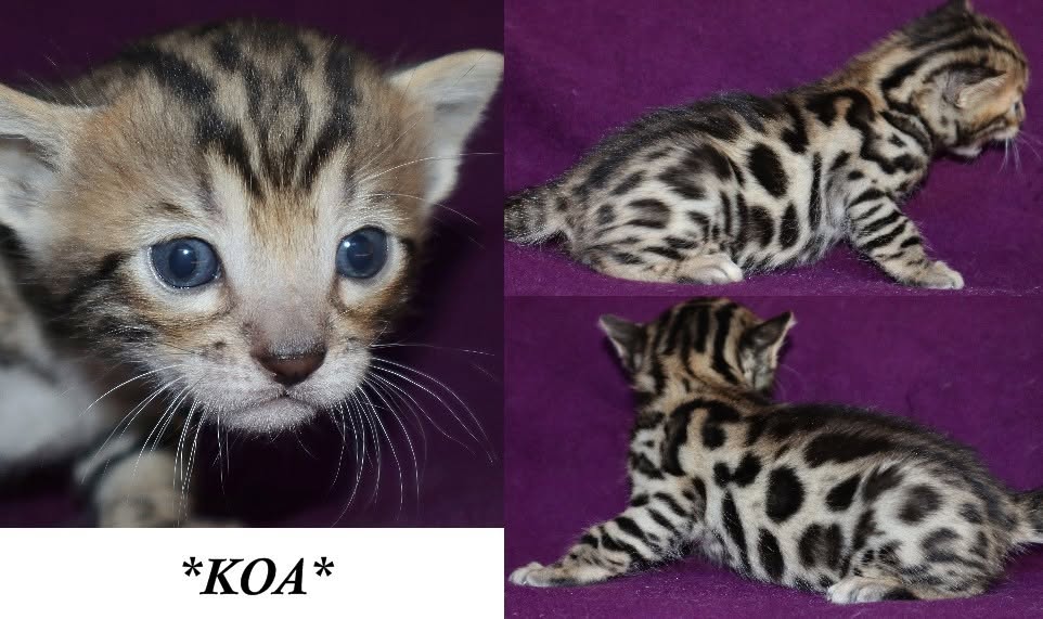 Koa 3 Weeks
