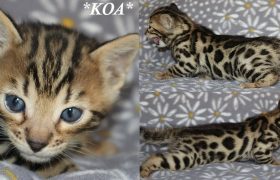 Koa 4 Weeks