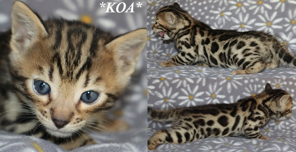 Koa 4 Weeks