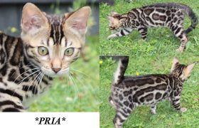 Pria 12 Weeks