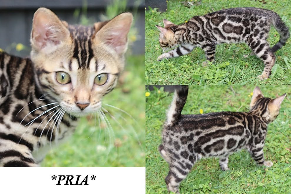 Pria 12 Weeks