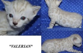 Valerian 3 Weeks