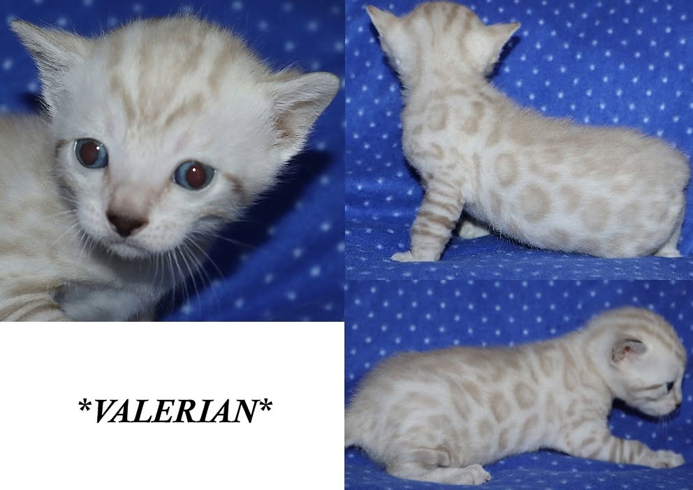 Valerian 3 Weeks