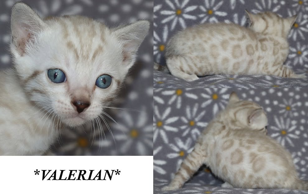 Valerian 4 Weeks