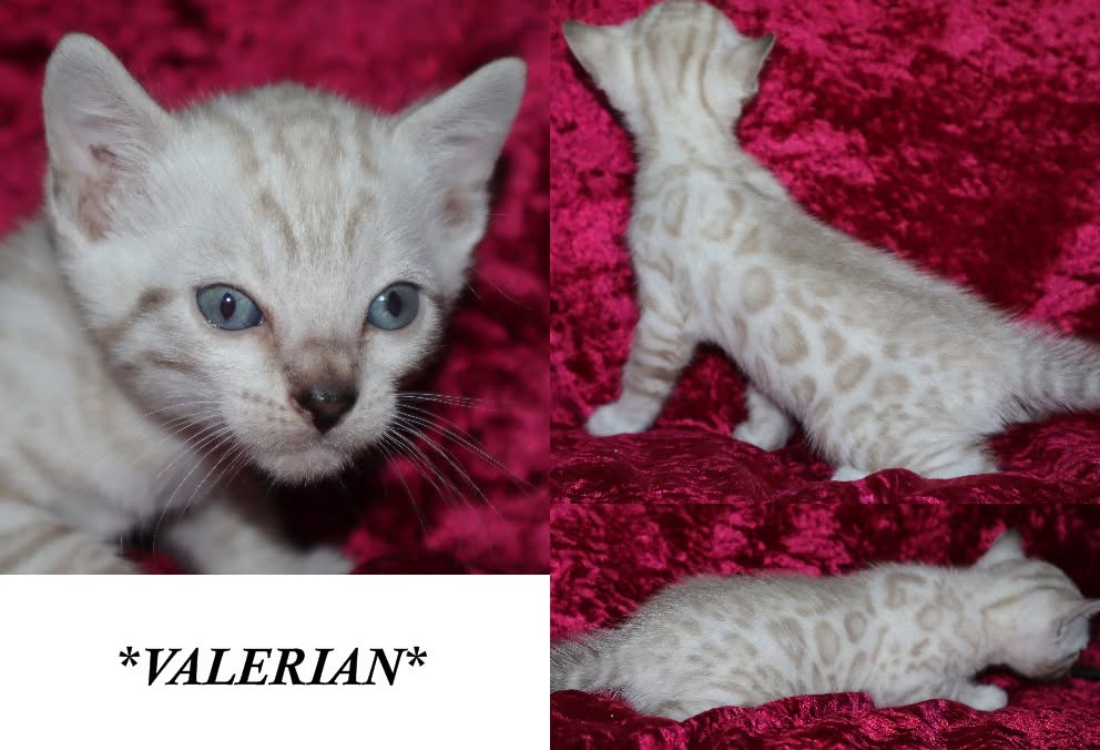 Valerian 5 Weeks