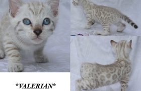 Valerian 6 Weeks