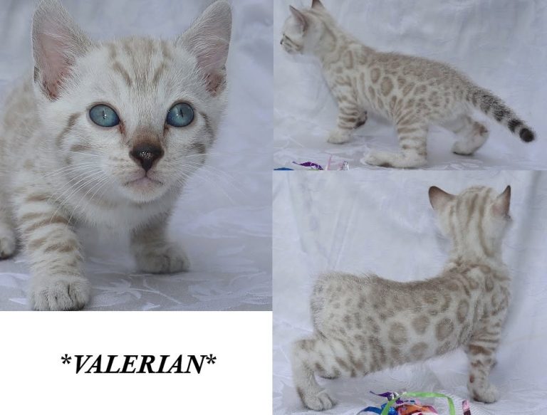 Valerian 6 Weeks