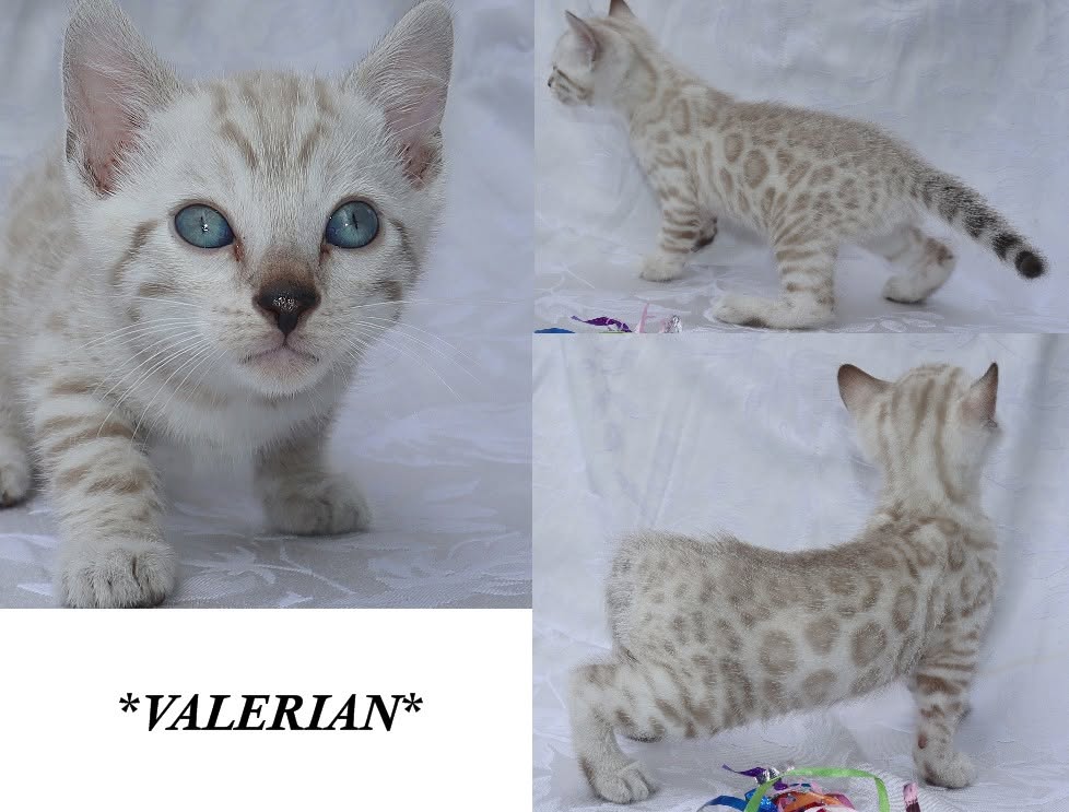 Valerian 6 Weeks