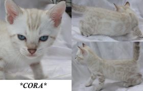 Cora 6 Weeks