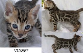 Dune 6 Weeks