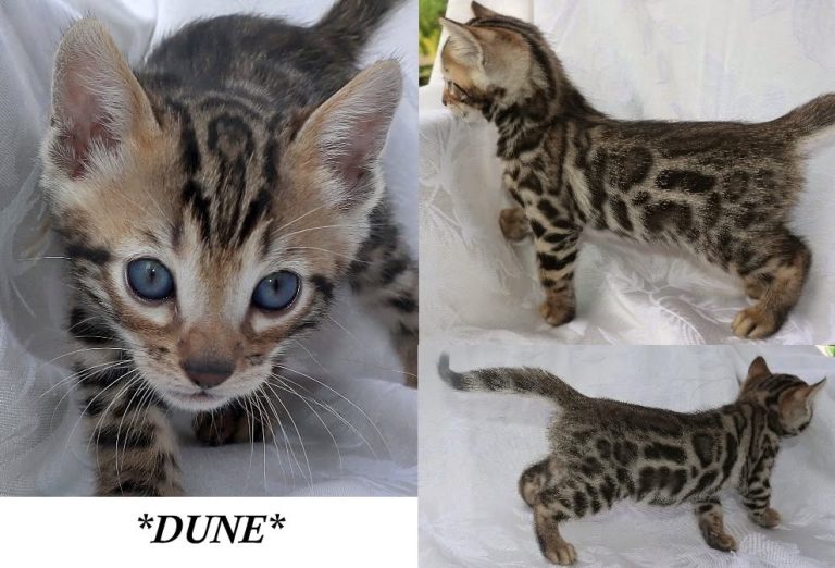 Dune 6 Weeks