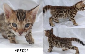 Elio 6 Weeks