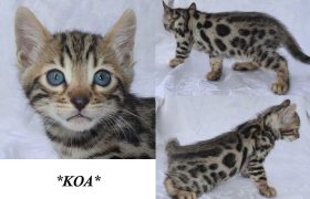 Koa 6 Weeks