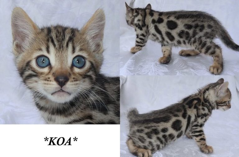 Koa 6 Weeks