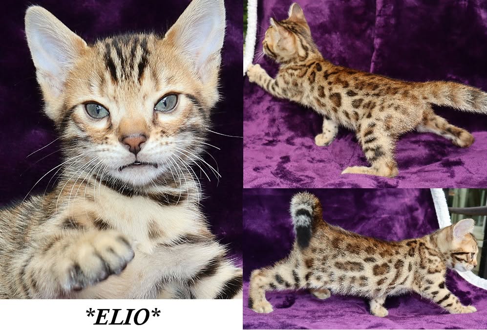 Elio 7 Weeks