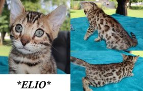 Elio 10 Weeks