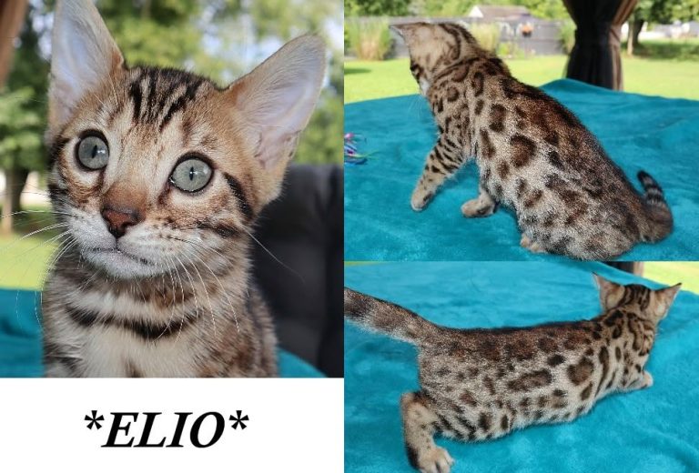 Elio 10 Weeks
