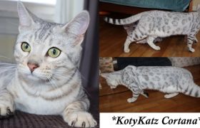 KotyKatz Cortana 11 Months