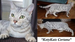 KotyKatz Cortana 11 Months