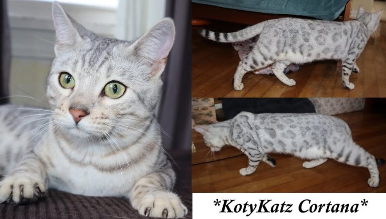 KotyKatz Cortana 11 Months