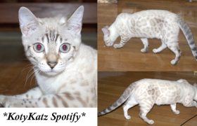 Spotify 8 months