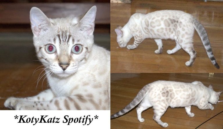 Spotify 8 months