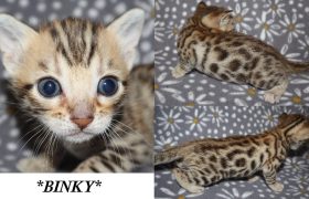 Binky 4 Weeks