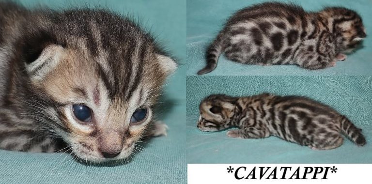 Cavatappi 2 Weeks