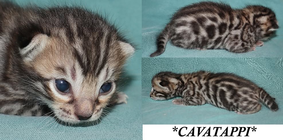 Cavatappi 2 Weeks