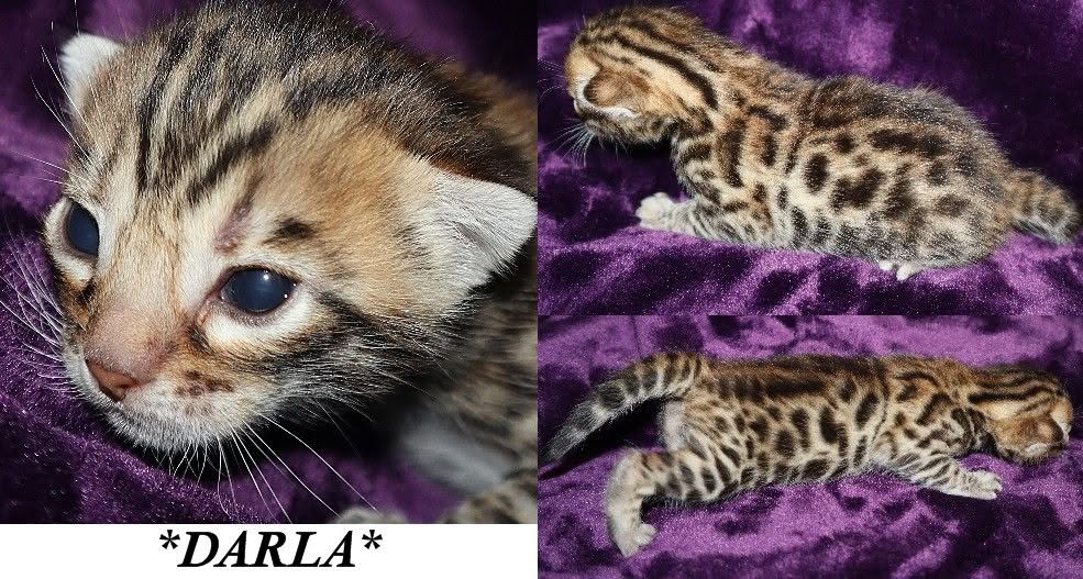 Darla 2 Weeks