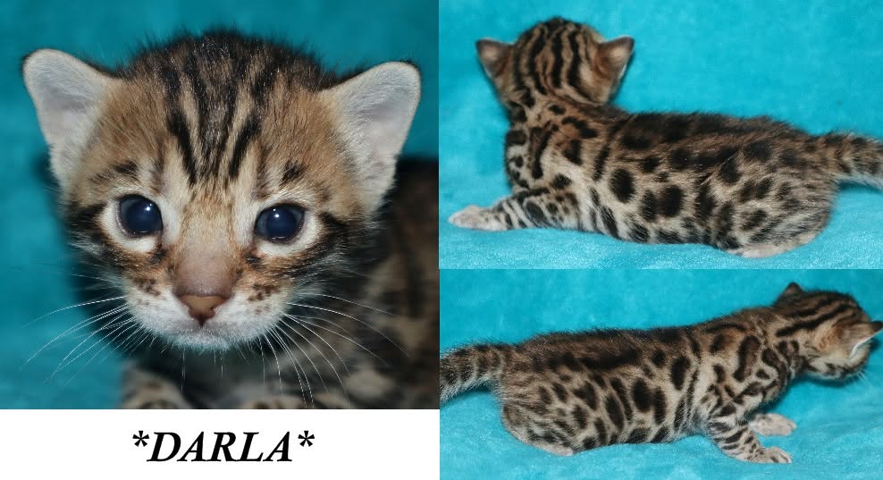 Darla 3 Weeks