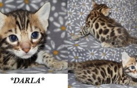 Darla 4 Weeks