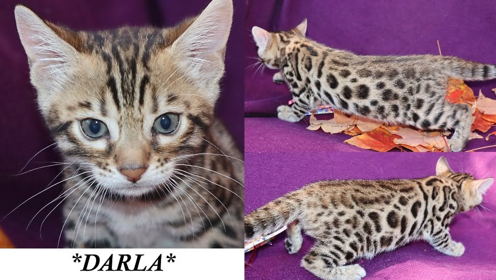Darla 6 Weeks