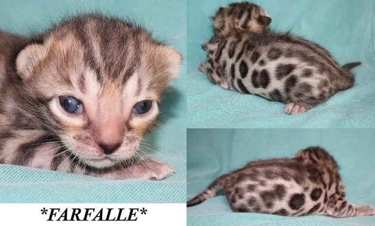 Farfalle 2 Weeks