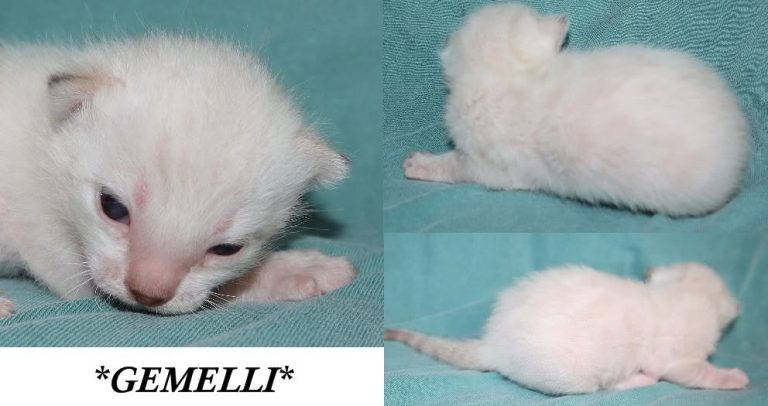 Gemelli 2 Weeks