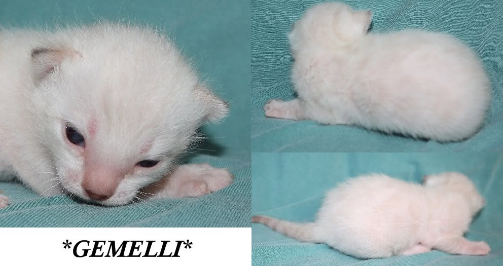 Gemelli 2 Weeks