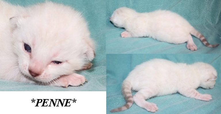 Penne 2 Weeks
