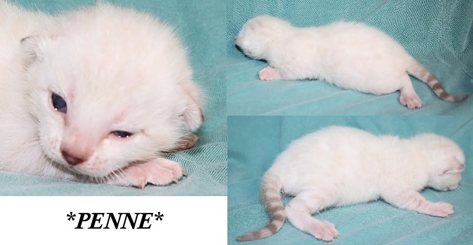 Penne 2 Weeks