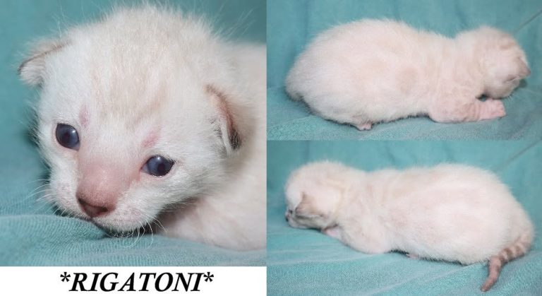 Rigatoni 2 Weeks
