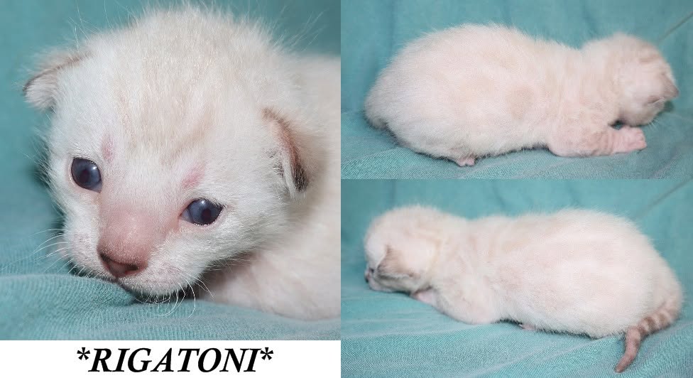 Rigatoni 2 Weeks