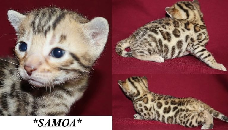 Samoa 3 Weeks