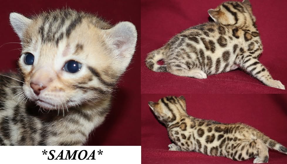 Samoa 3 Weeks