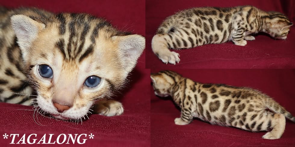 Tagalong 3 Weeks