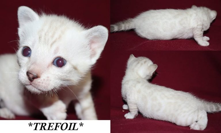 Trefoil 3 Weeks