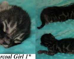 Meechee 1 Week