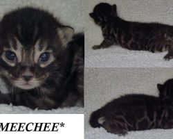 Meechee 2 Weeks