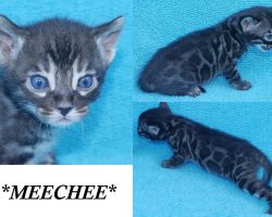 MeeChee 4 Weeks