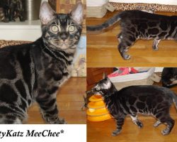 KotyKatz MeeChee 4.5 Months
