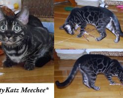 MeeChee 6 Months