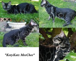KotyKatz MeeChee 9 Months
